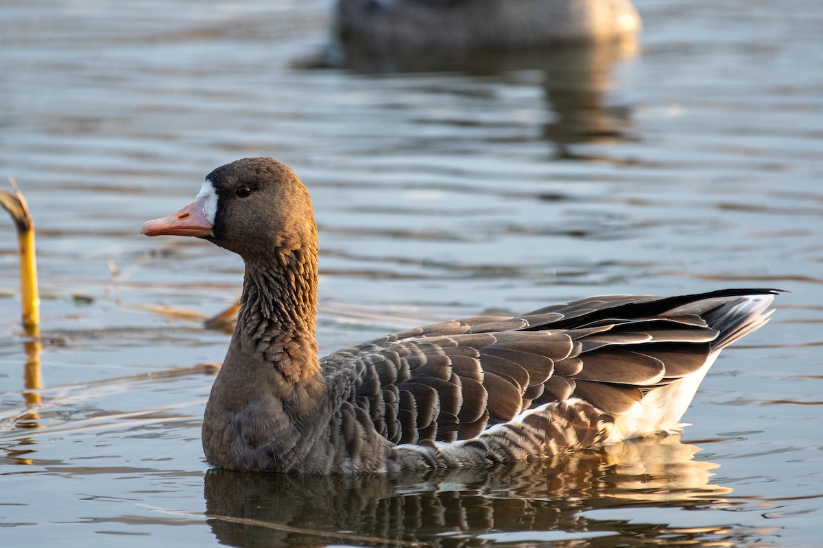 Greater White-fronted Goose - ML645540973