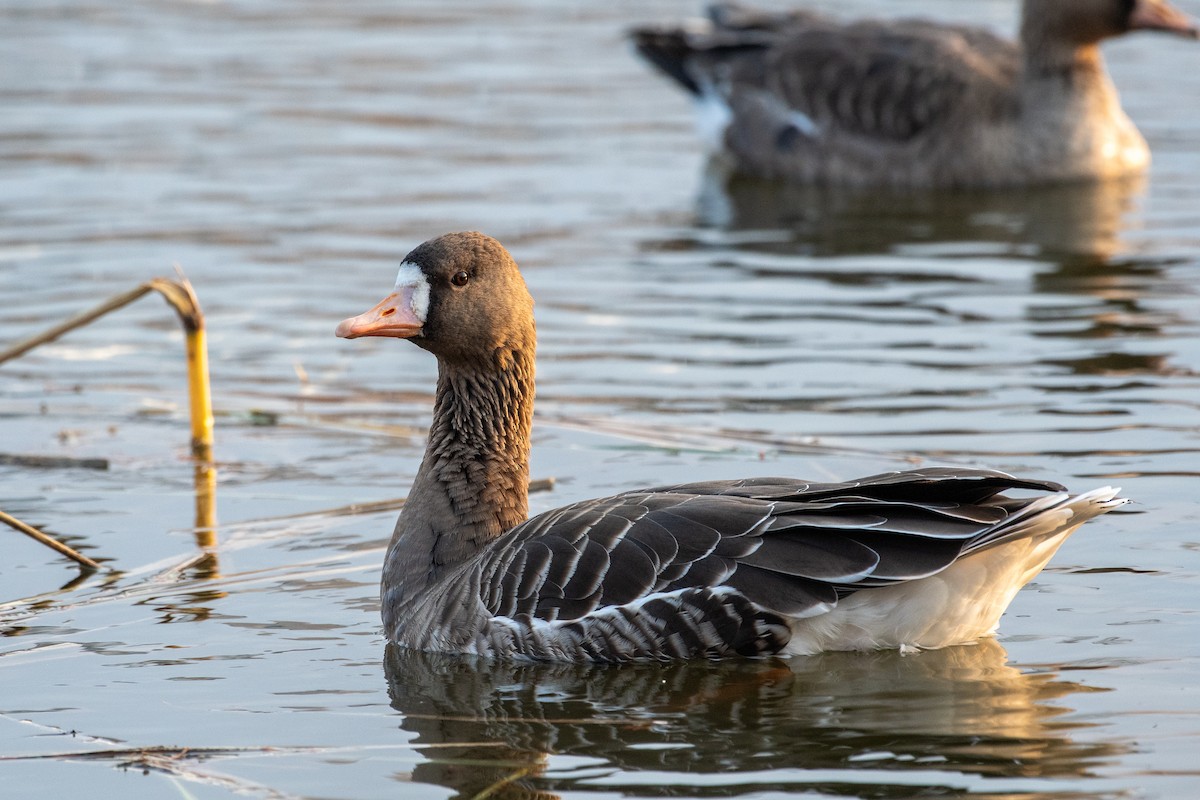Greater White-fronted Goose - ML645540975