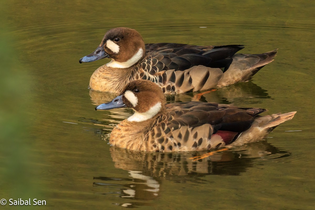 kachna bronzovokřídlá - ML645540983