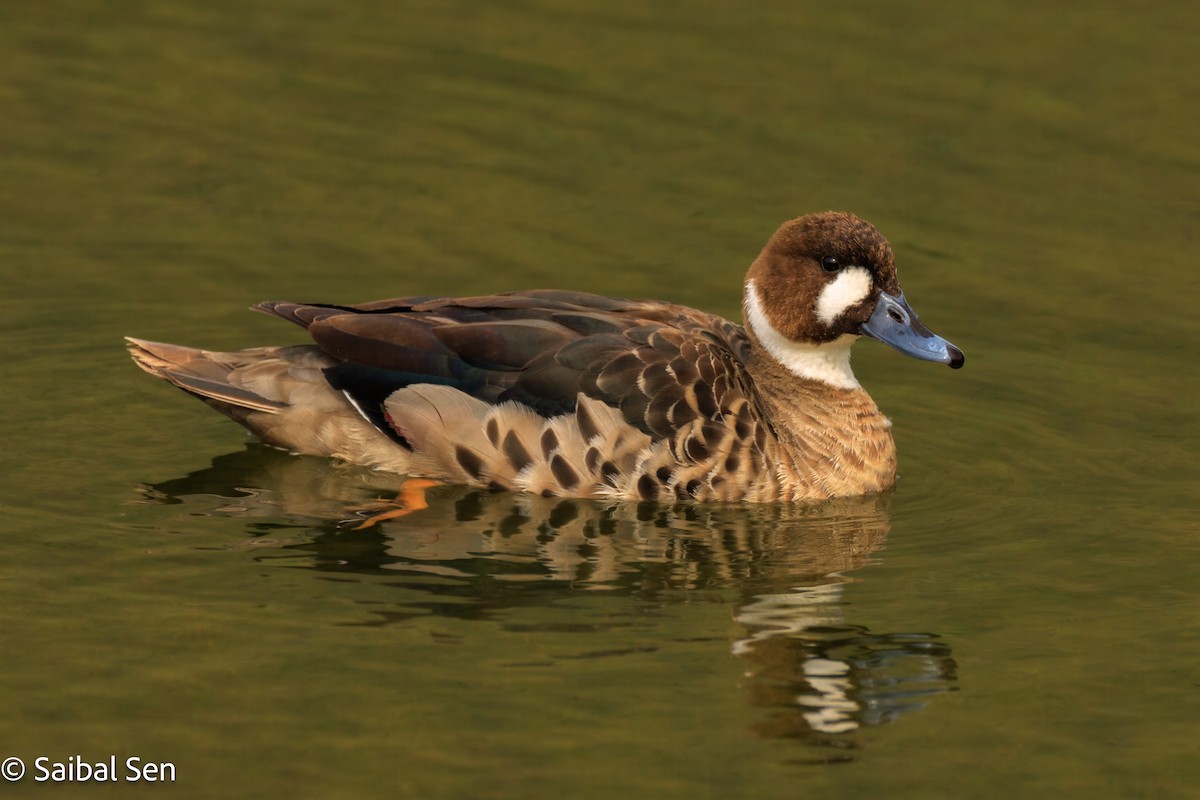 kachna bronzovokřídlá - ML645540984