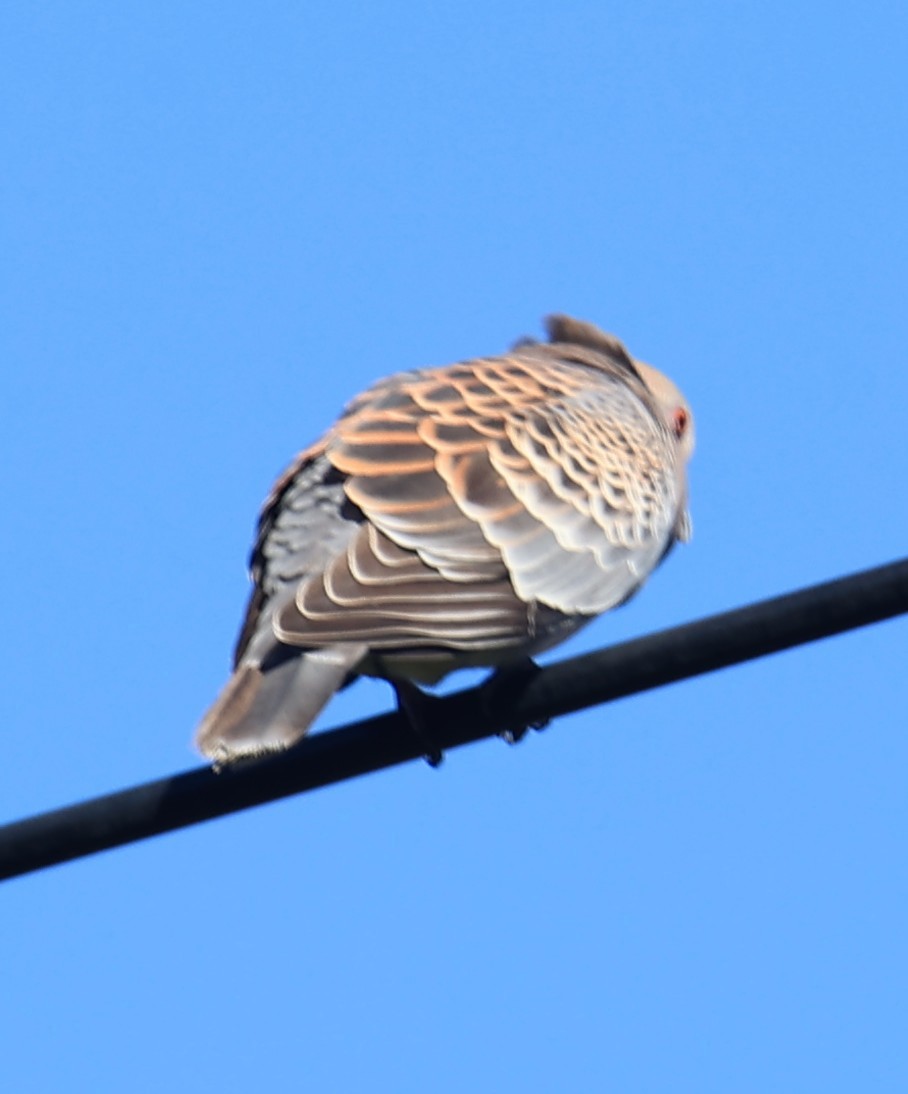 Tórtola Oriental - ML645540988