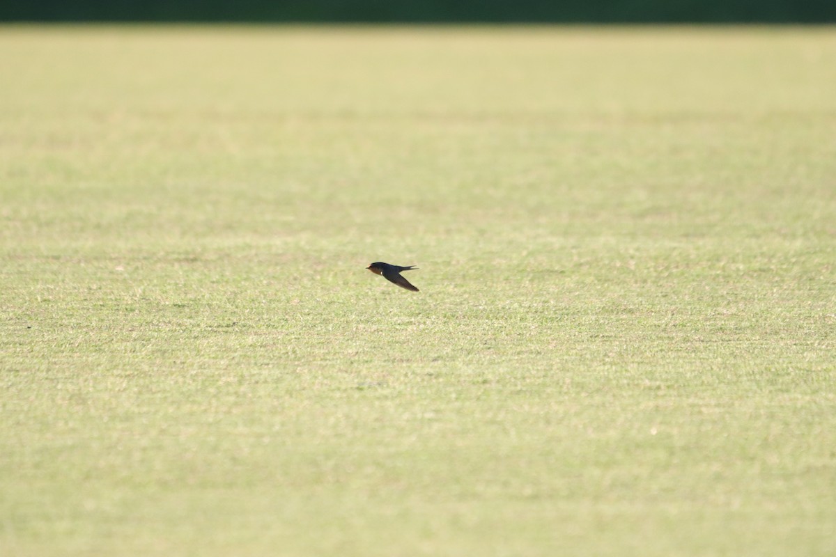 Golondrina Australiana - ML645540989