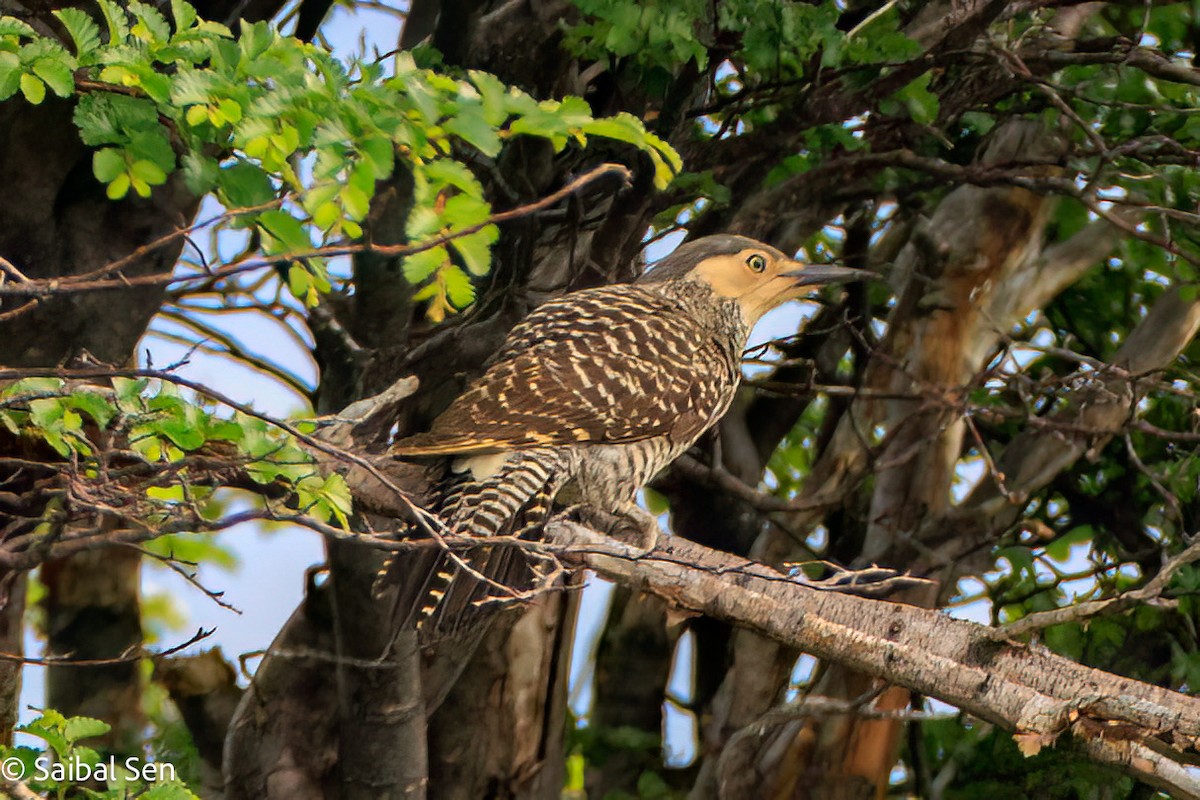 Carpintero Pitío - ML645540990