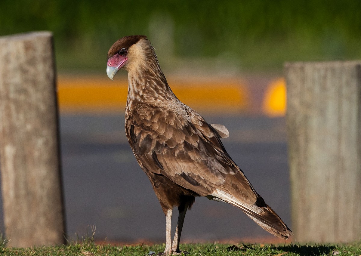 Caracara Carancho - ML645540991