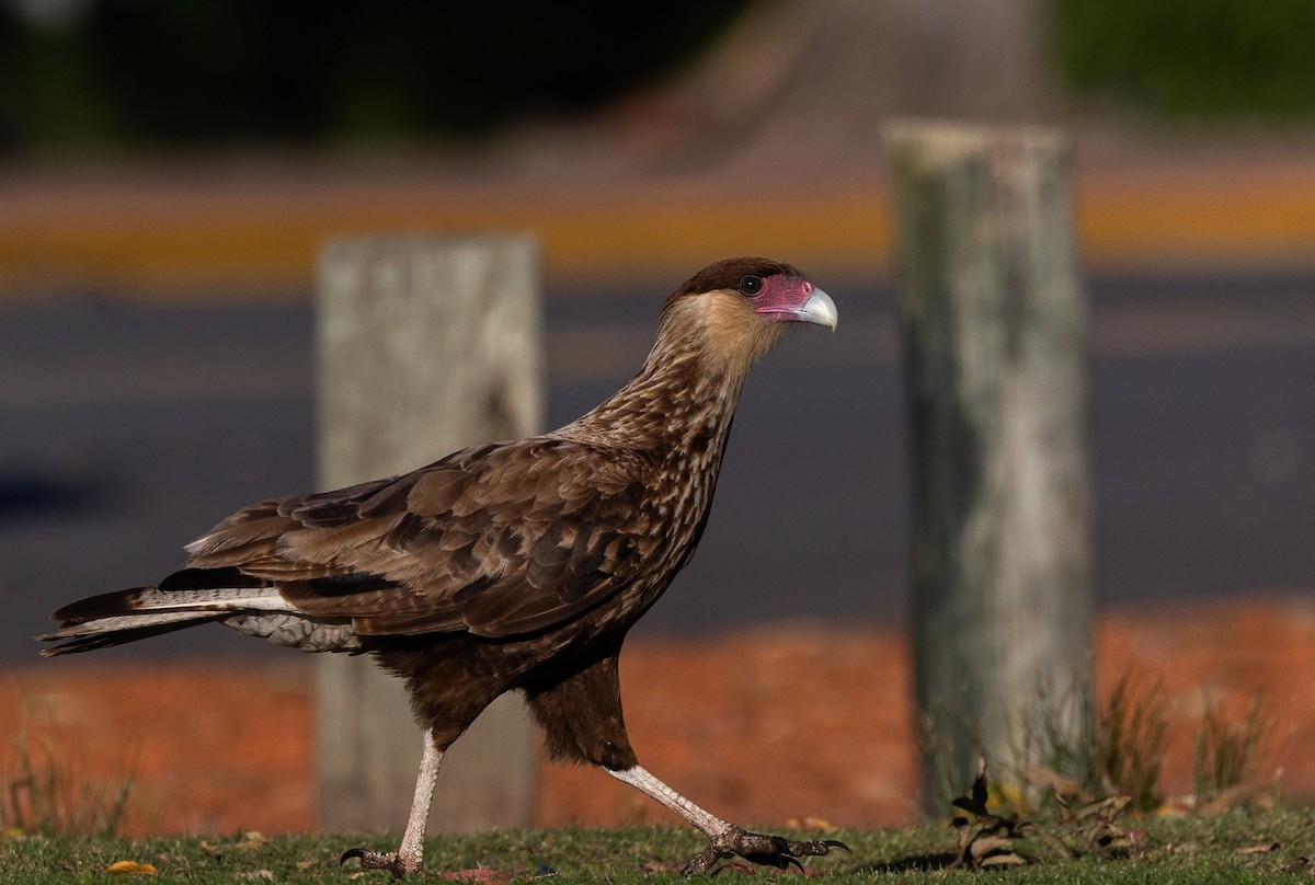 Caracara Carancho - ML645540992