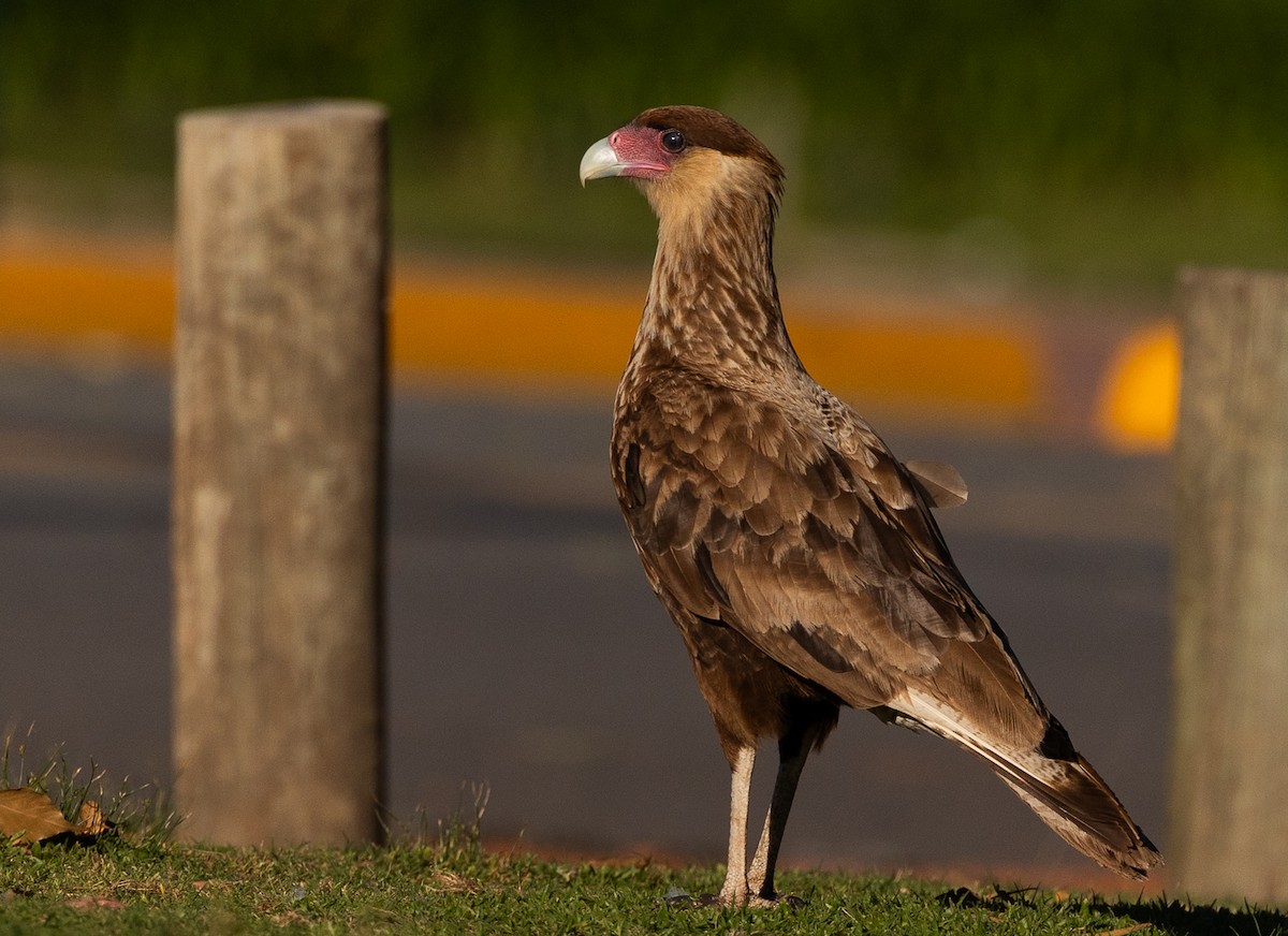 Caracara Carancho - ML645540993