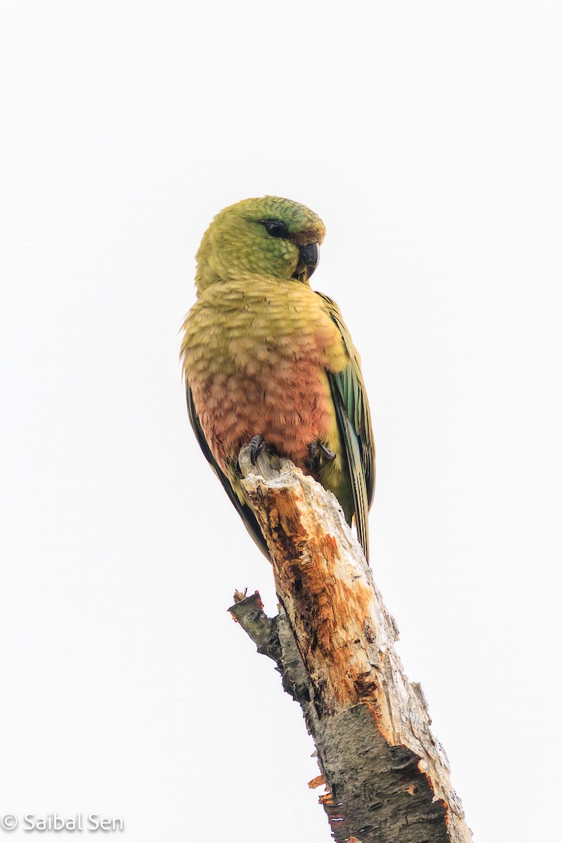 Cotorra Cachaña - ML645540994