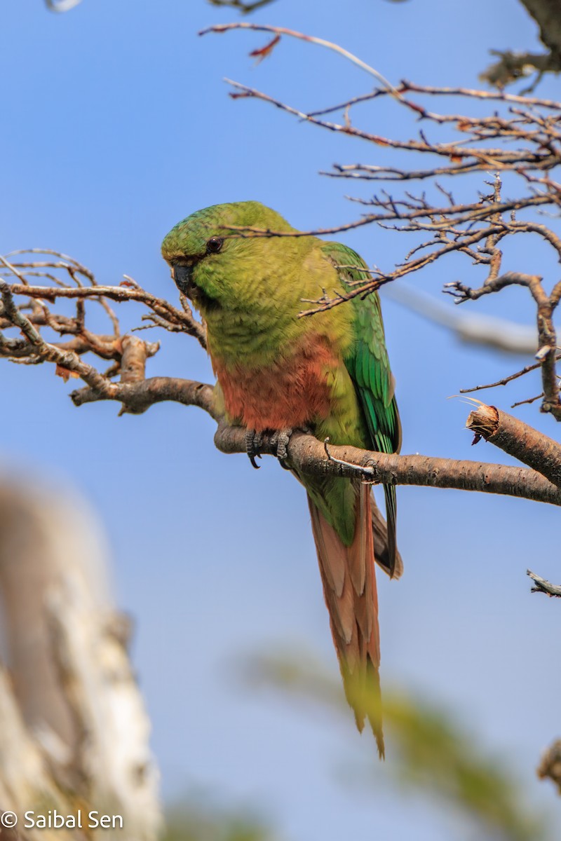 Cotorra Cachaña - ML645540995