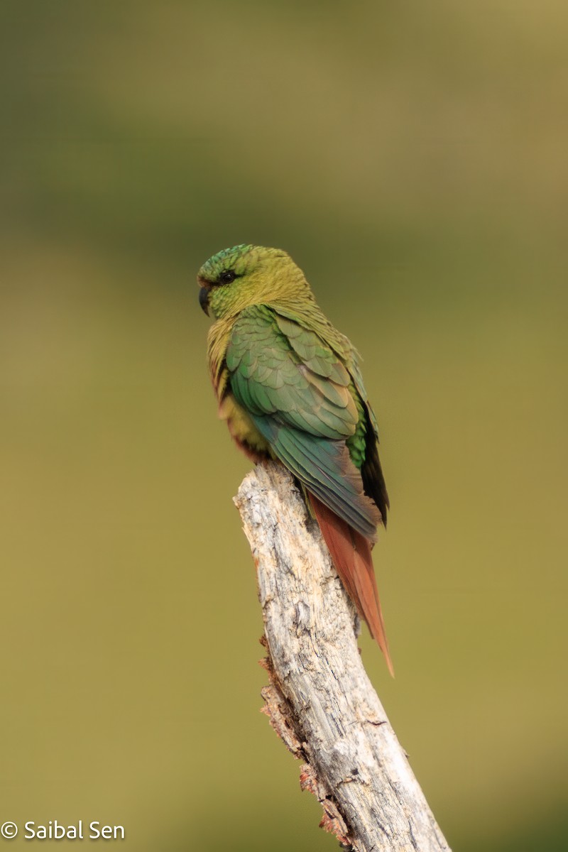 Cotorra Cachaña - ML645540996