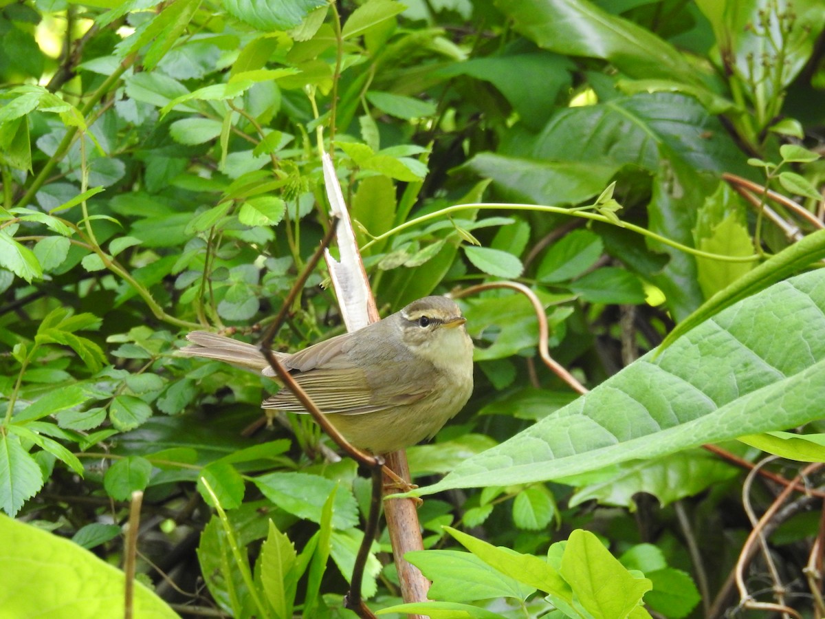Mosquitero de Schwarz - ML645540997