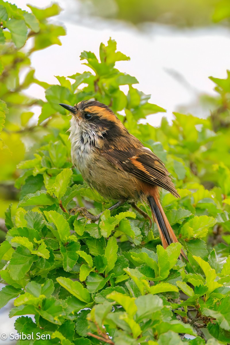 Rayadito Común - ML645540999