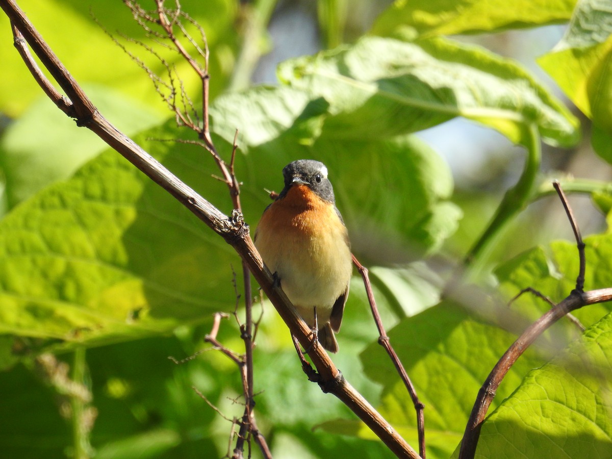 Papamoscas Mugimaki - ML645541000