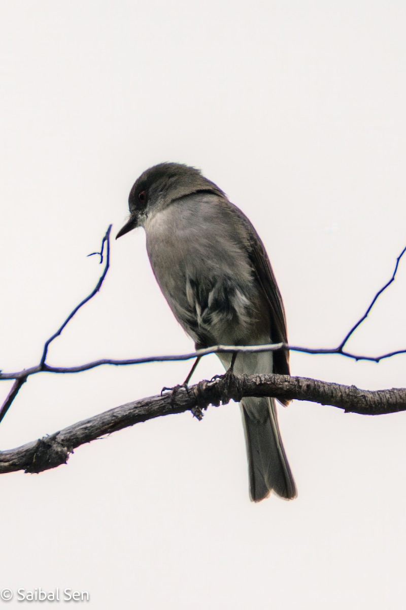 Diucón - ML645541001