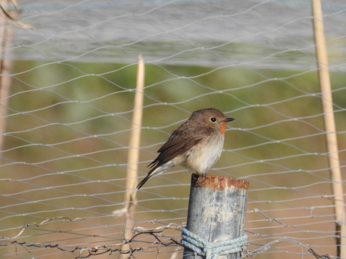 Papamoscas de la Taiga - ML645541002