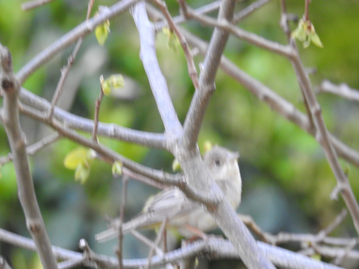 Escribano Carirrojo - ML645541003