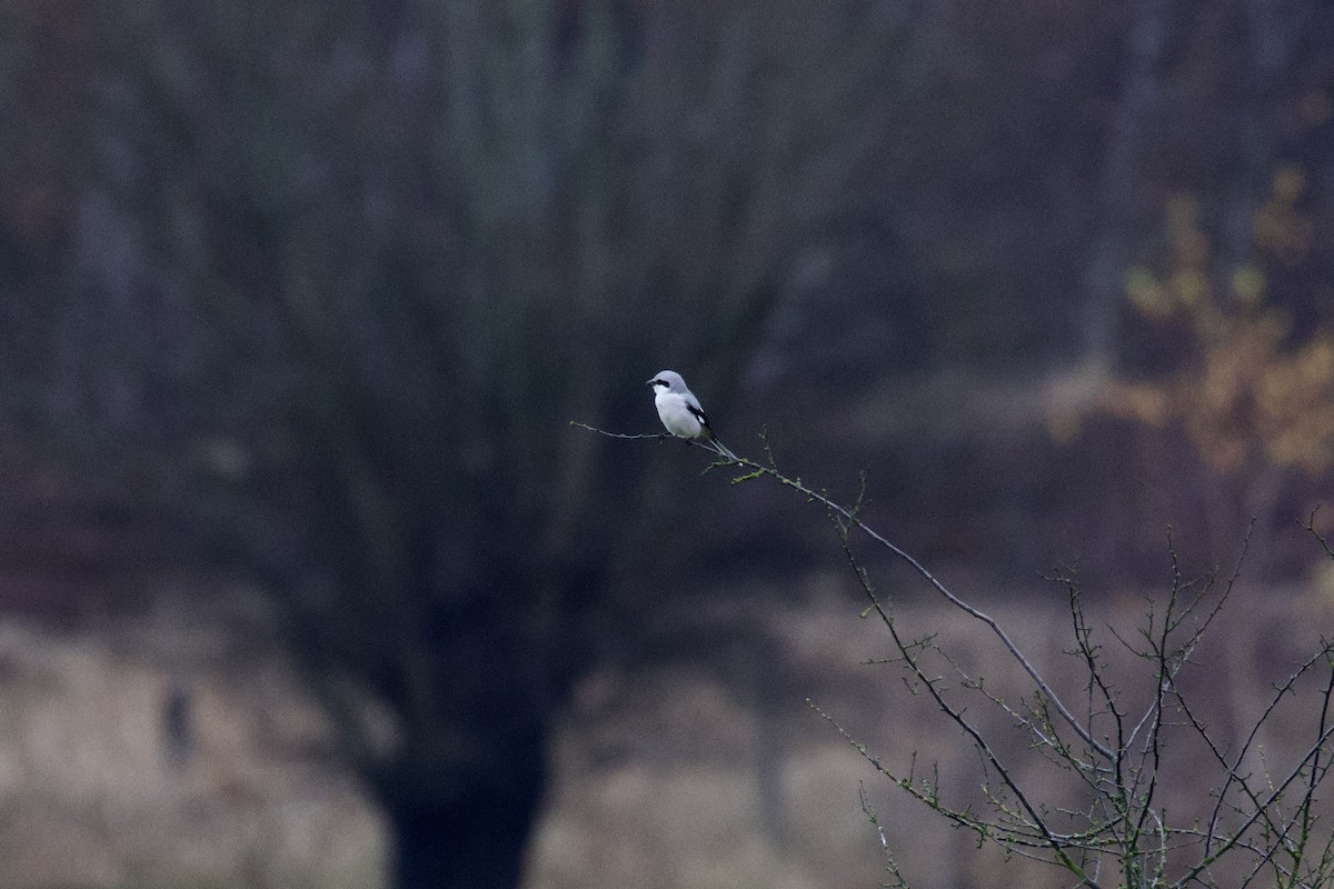 Alcaudón Norteño - ML645541004