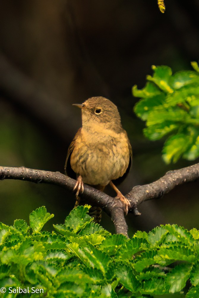 Chochín Criollo Sureño - ML645541005