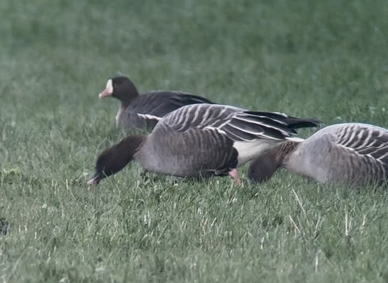 Küçük Sakarca - ML645541006