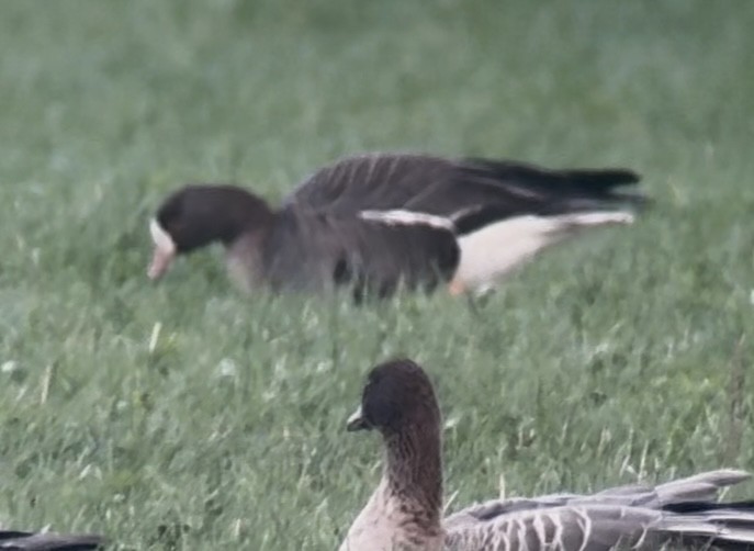 Küçük Sakarca - ML645541007