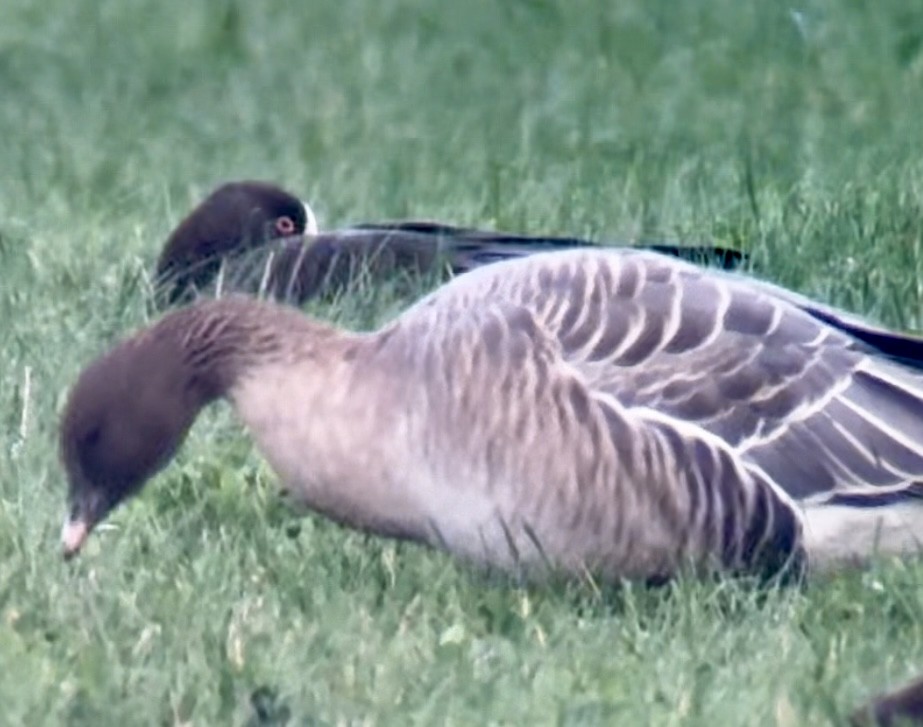 Küçük Sakarca - ML645541008