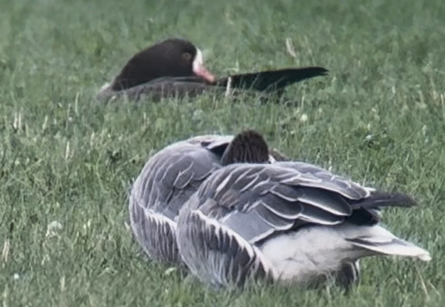 Küçük Sakarca - ML645541009