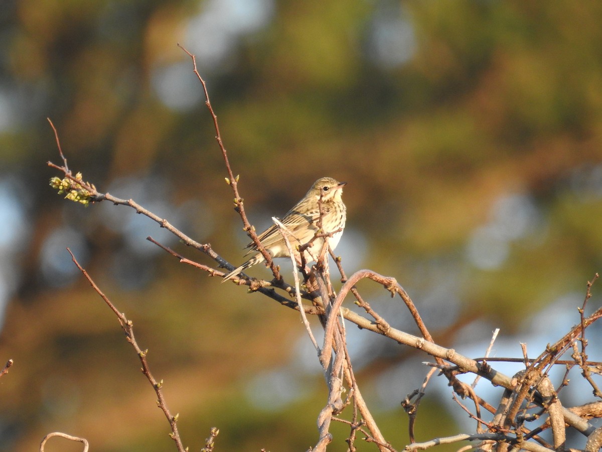 Щеврик лісовий - ML645541010