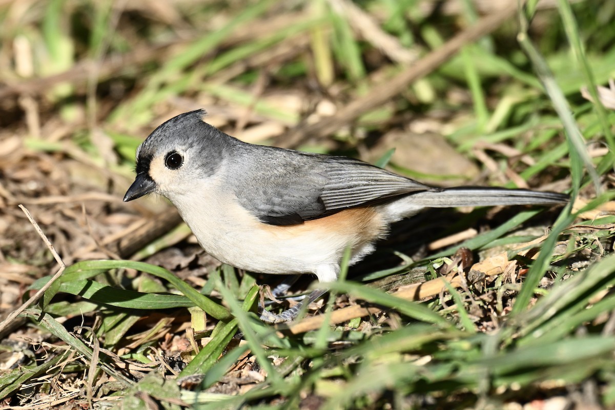 Herrerillo Bicolor - ML645541012