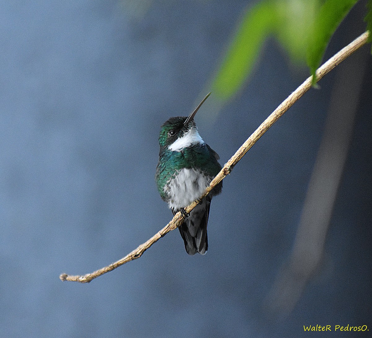 Colibrí Gargantilla - ML645541015