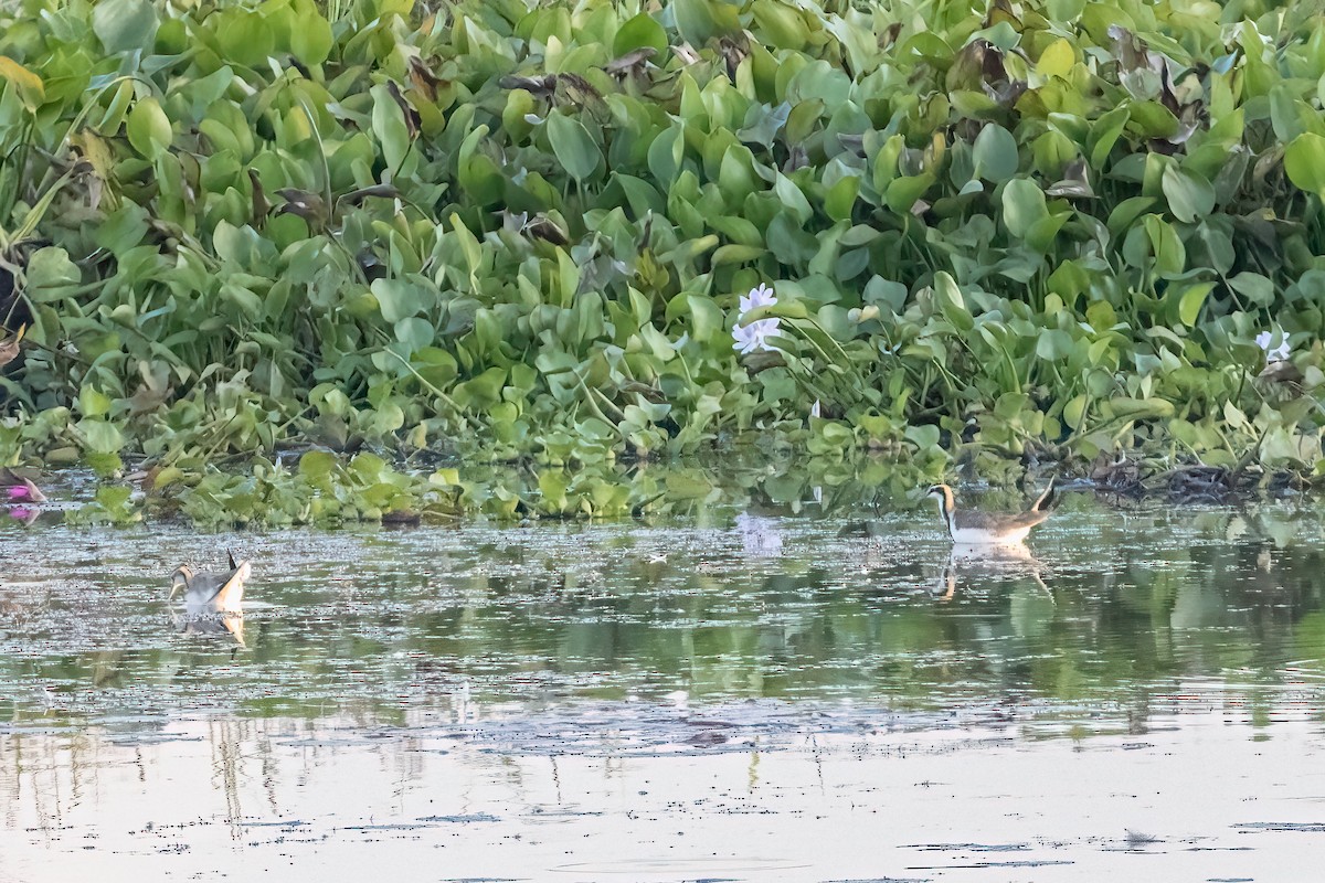 Jacana Colilarga - ML645541016