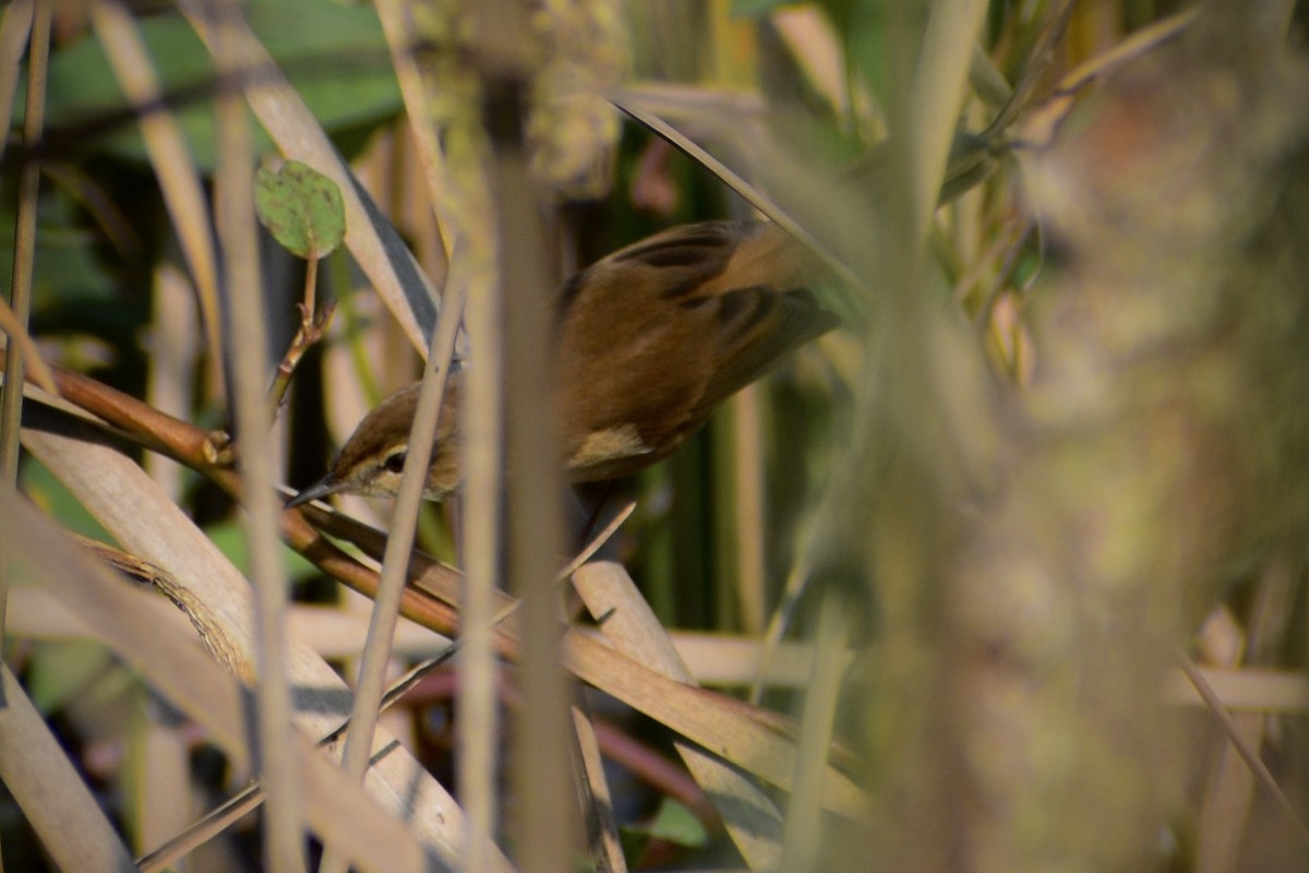 Carricero Agrícola - ML645541017