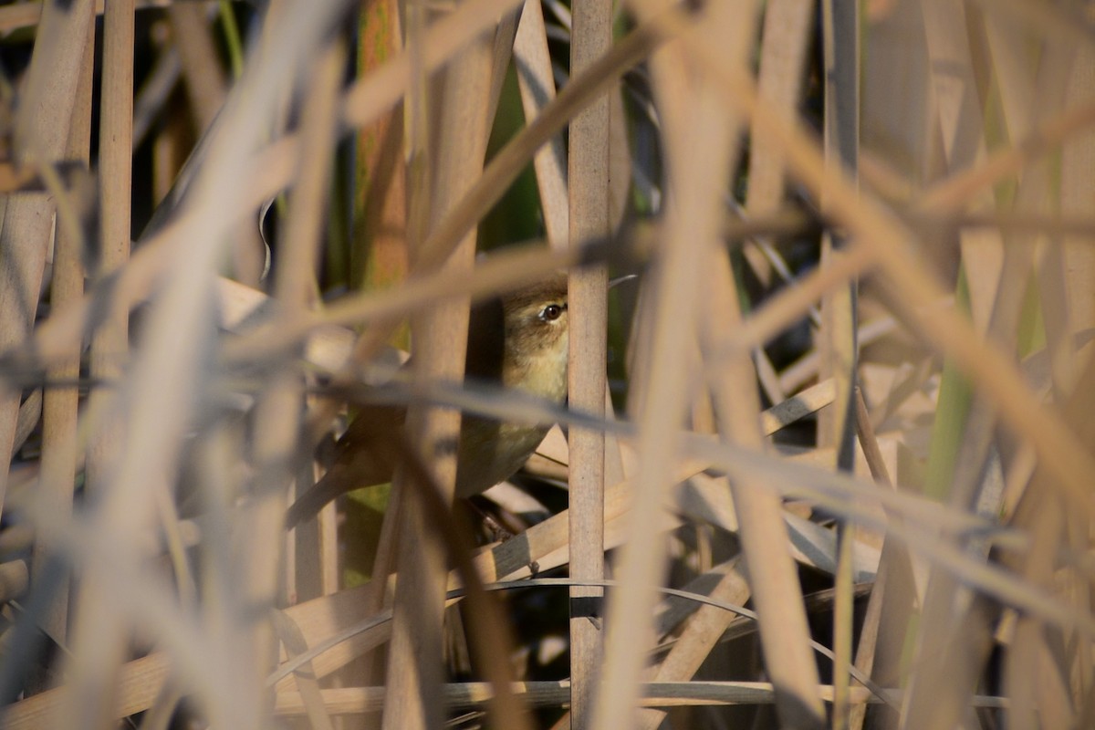 Carricero Agrícola - ML645541018
