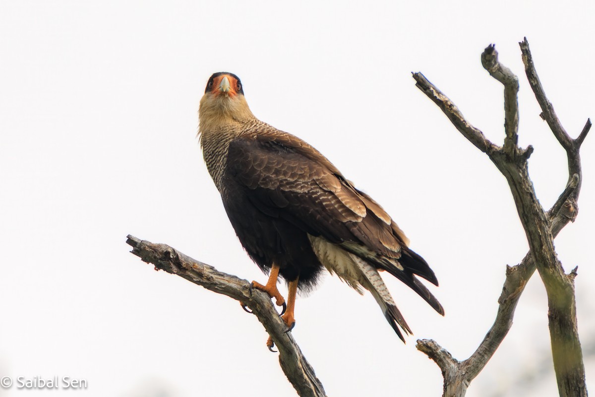 Caracara Carancho - ML645541019