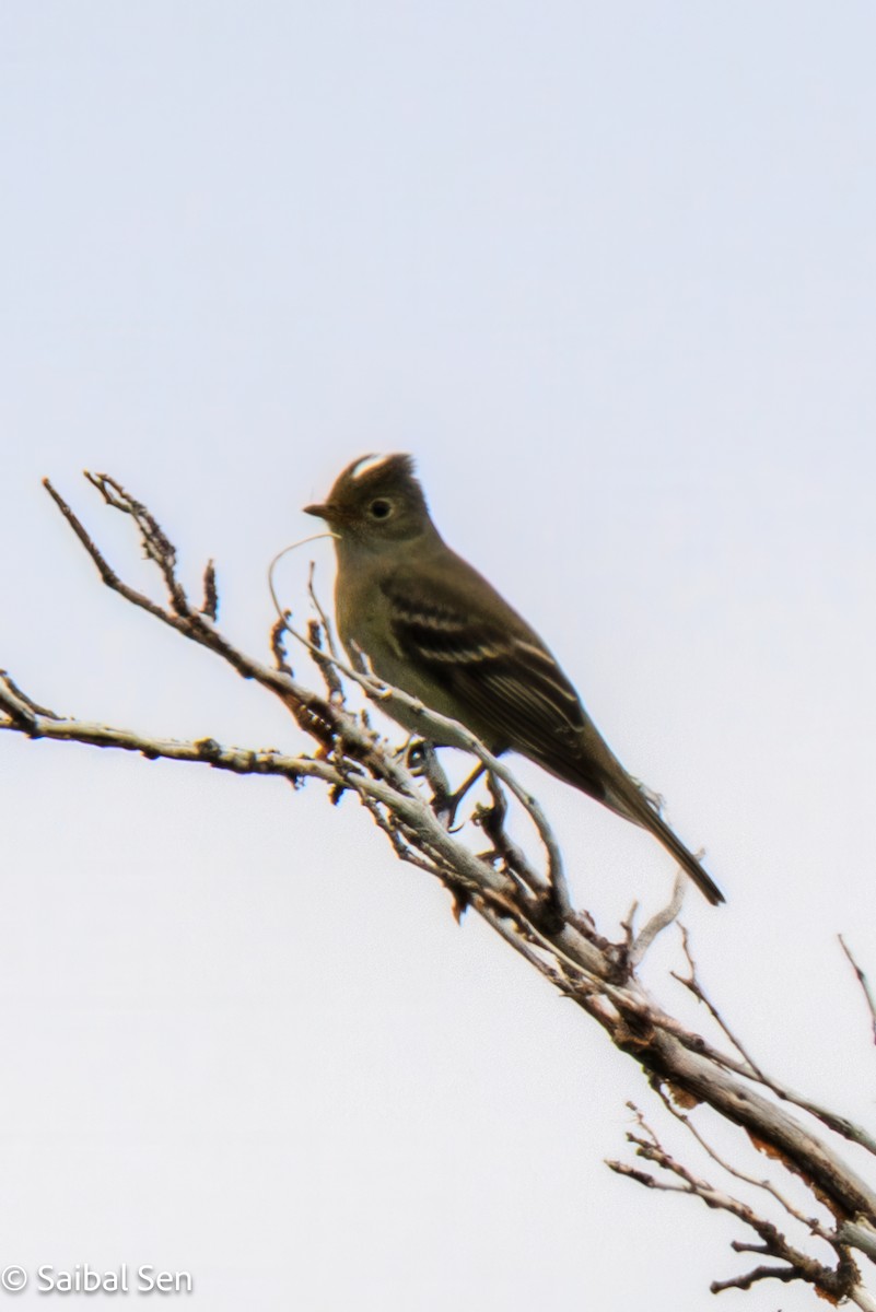 Fiofío Crestiblanco - ML645541020