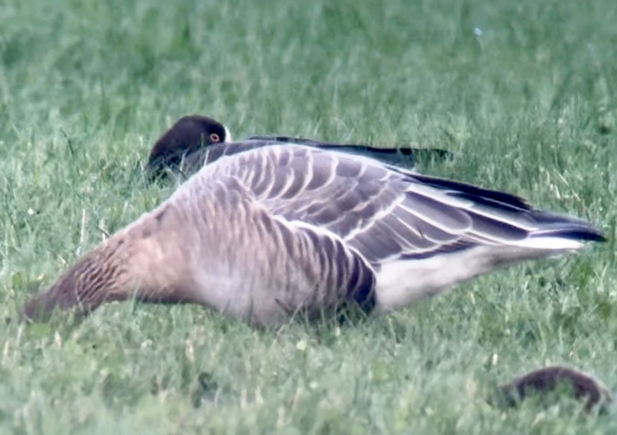 Küçük Sakarca - ML645541021