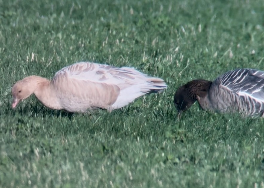 Ánsar Piquicorto - ML645541022