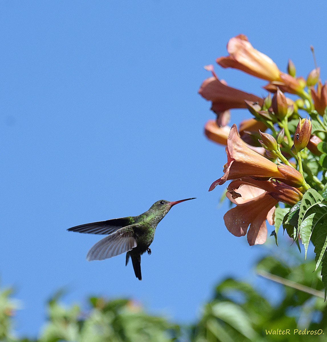 Zafiro Bronceado - ML645541023