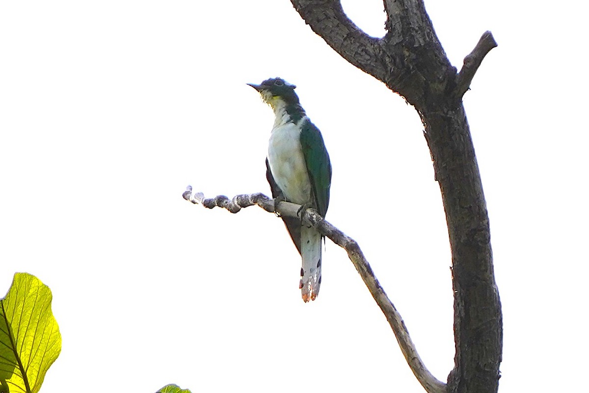 Cuclillo de Klaas - ML645541024