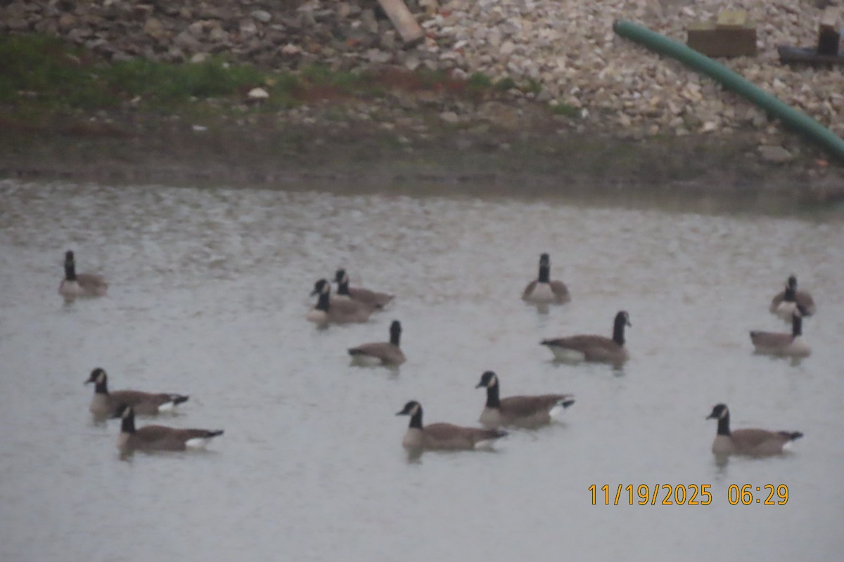 Canada Goose - ML645541033