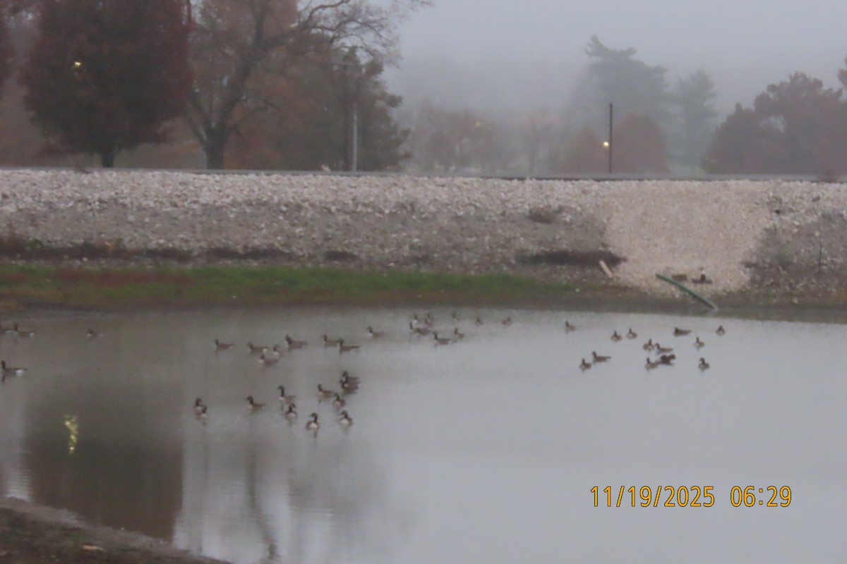 Canada Goose - ML645541034