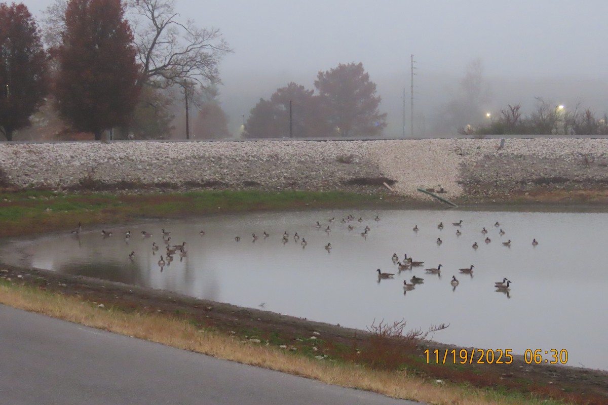 Canada Goose - ML645541036