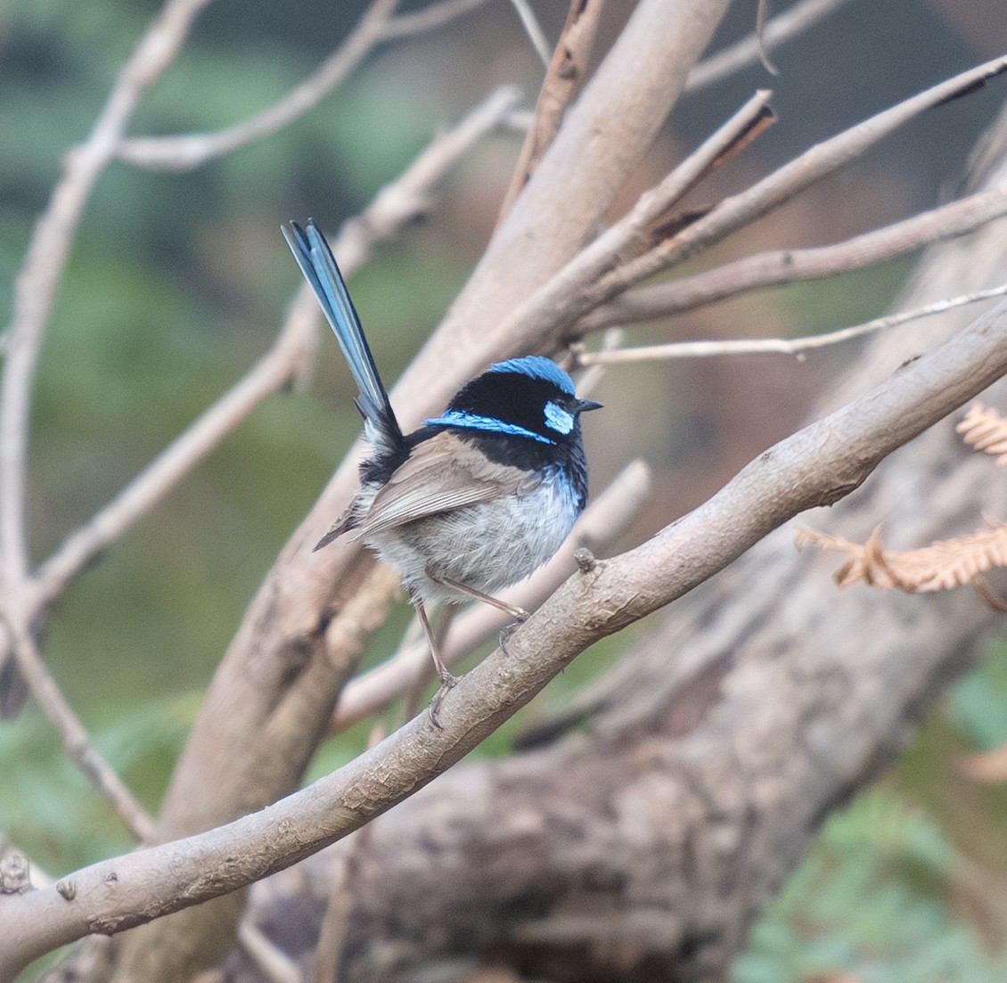 Superb Fairywren - ML645541073