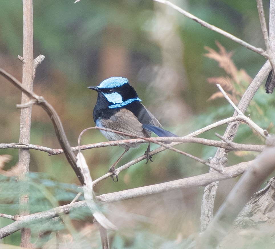 Superb Fairywren - ML645541074