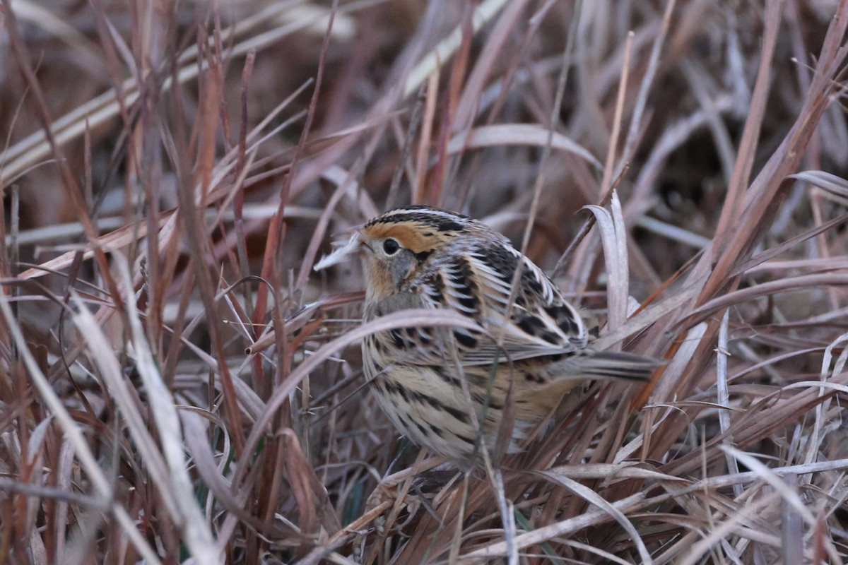 LeConte's Sparrow - ML645541082
