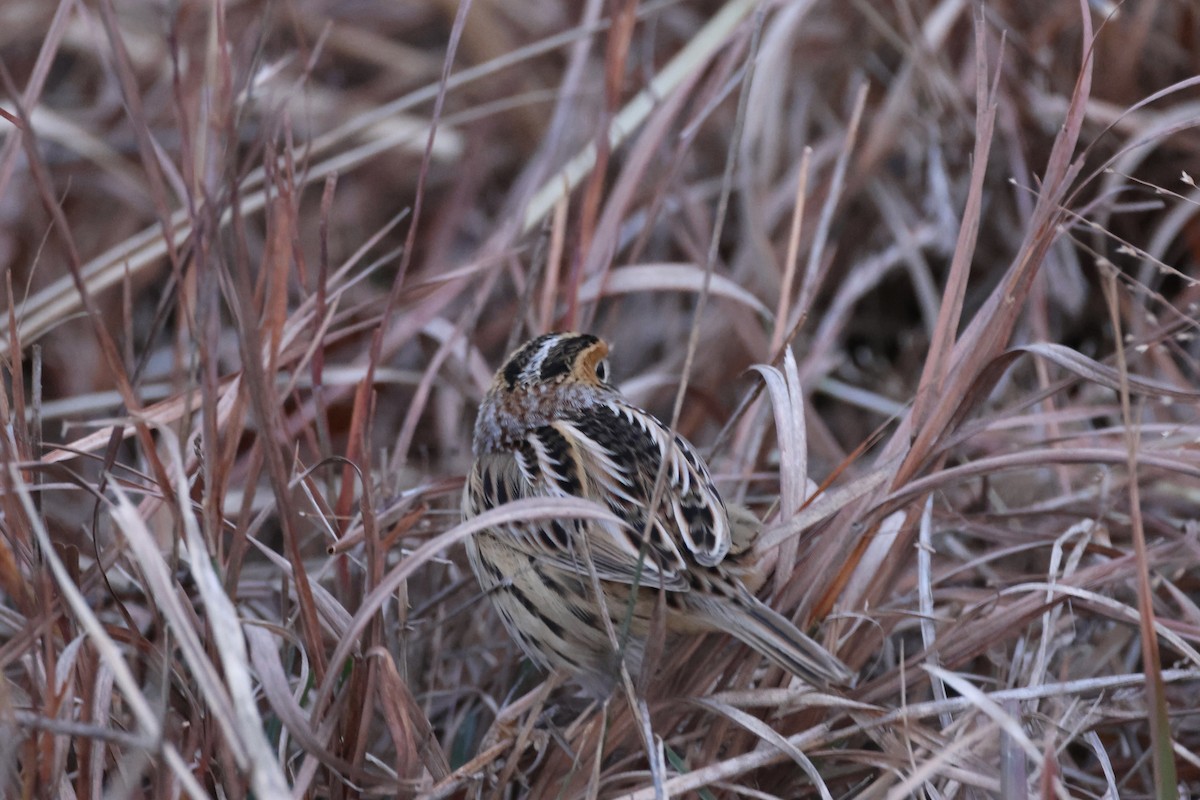 LeConte's Sparrow - ML645541083