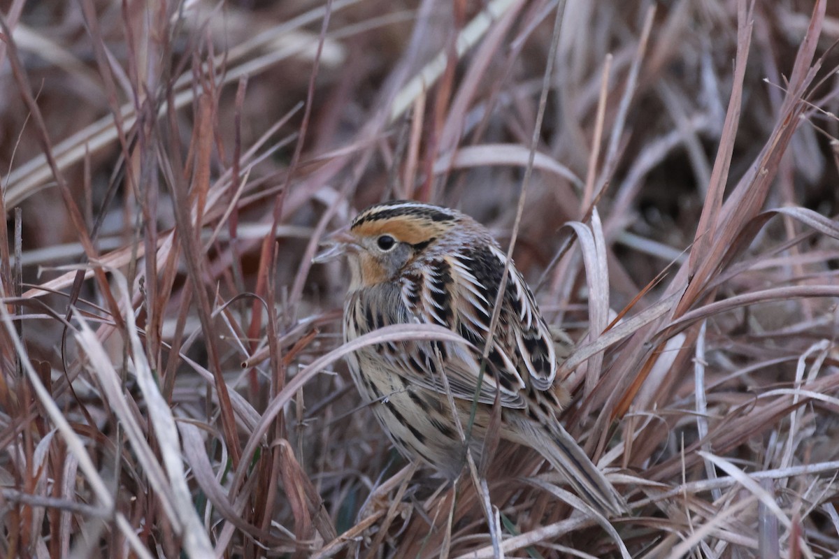 LeConte's Sparrow - ML645541085