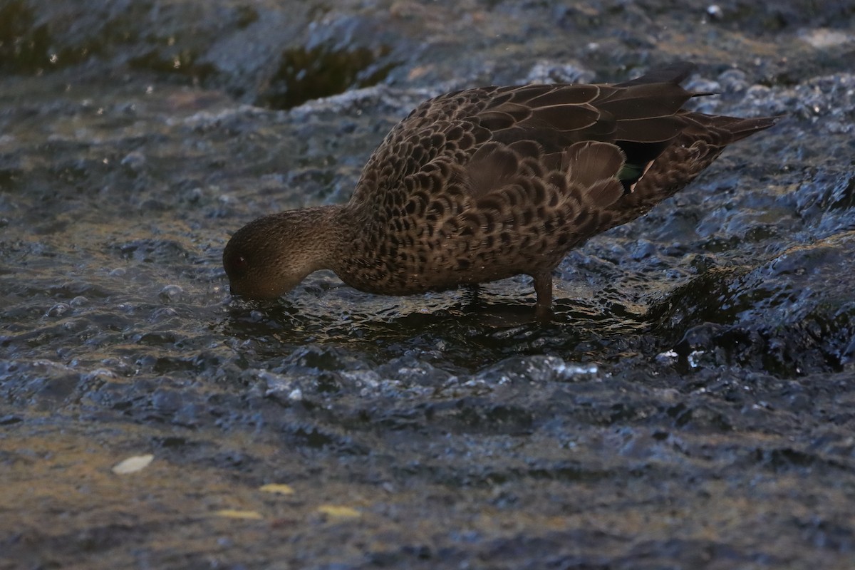 Chestnut Teal - ML645541086