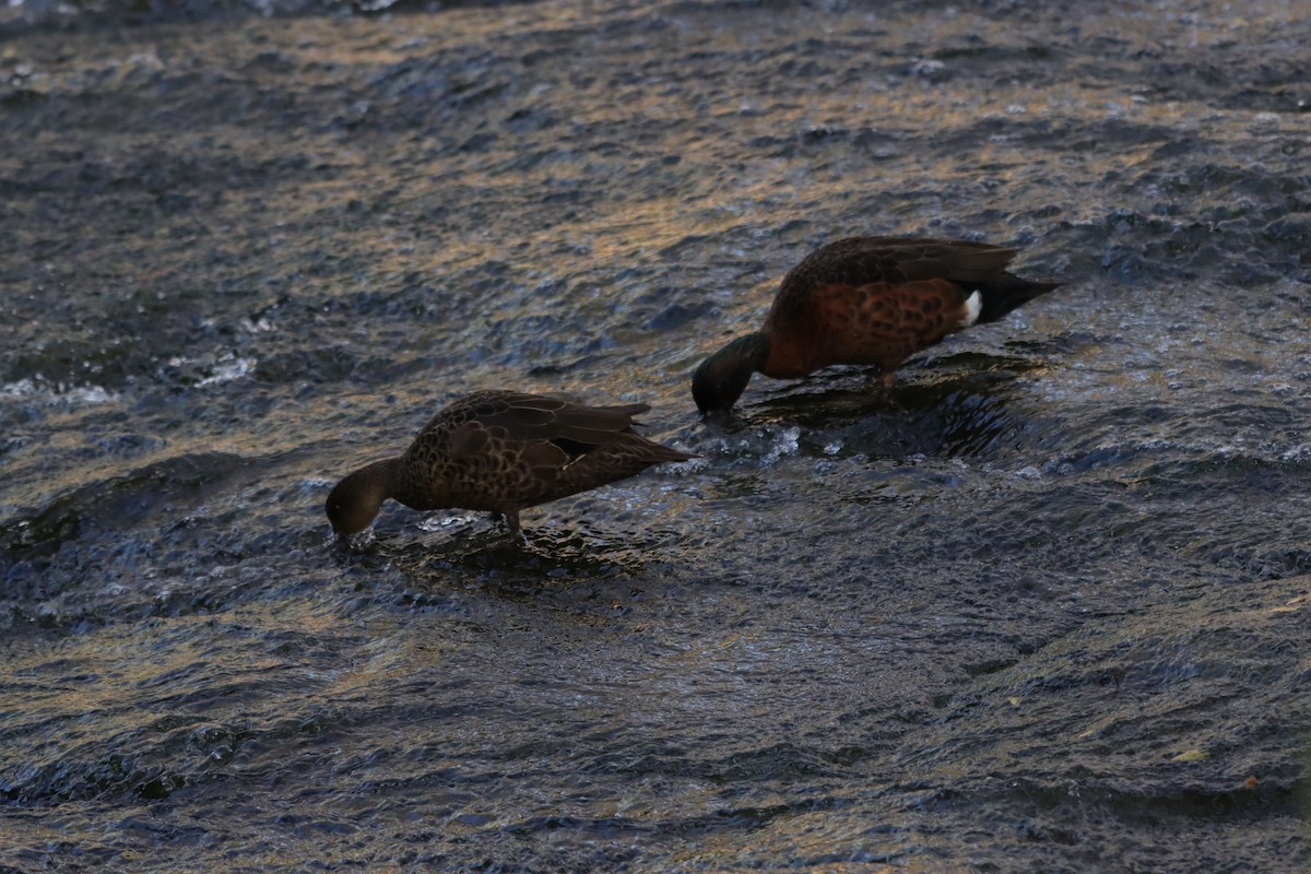 Chestnut Teal - ML645541087