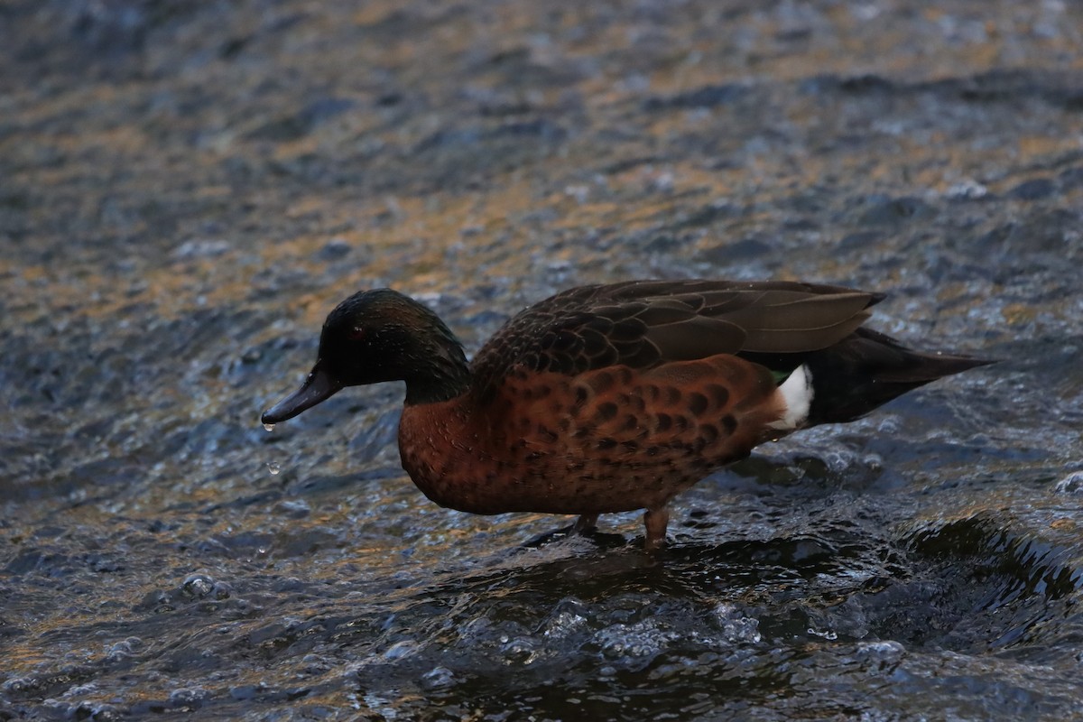 Chestnut Teal - ML645541088