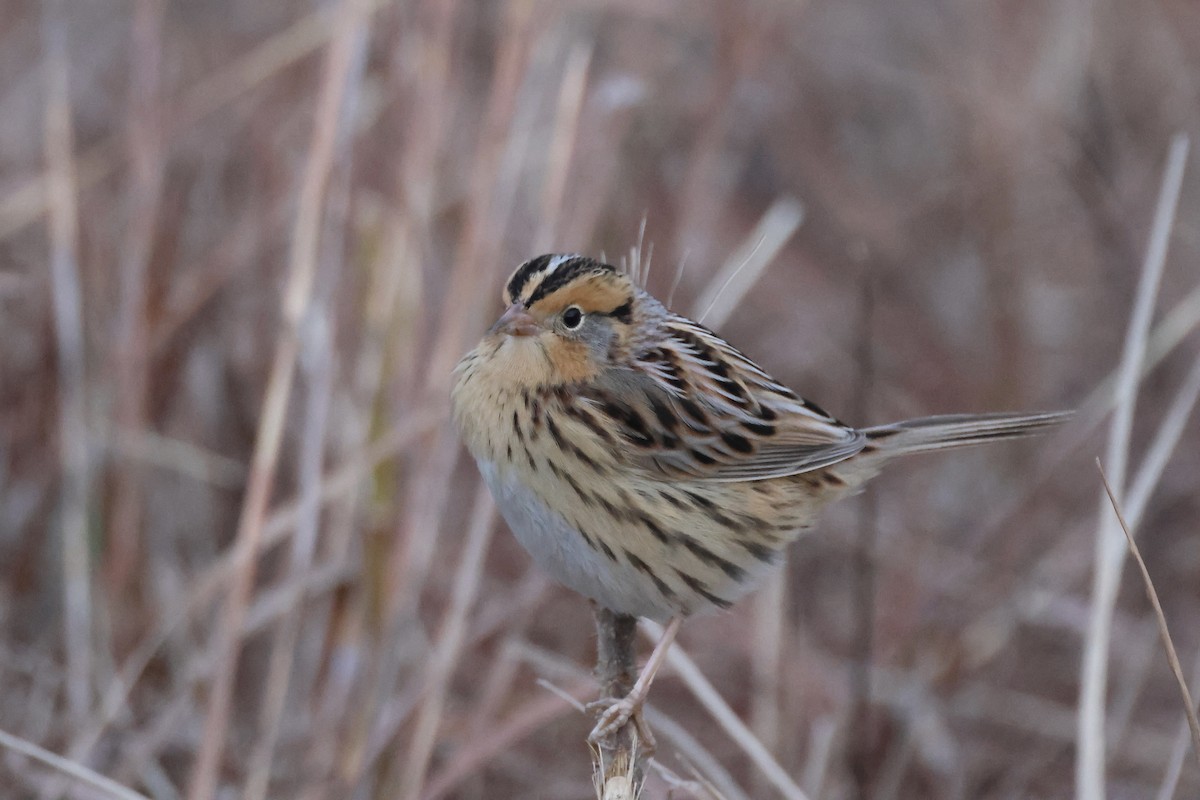LeConte's Sparrow - ML645541089