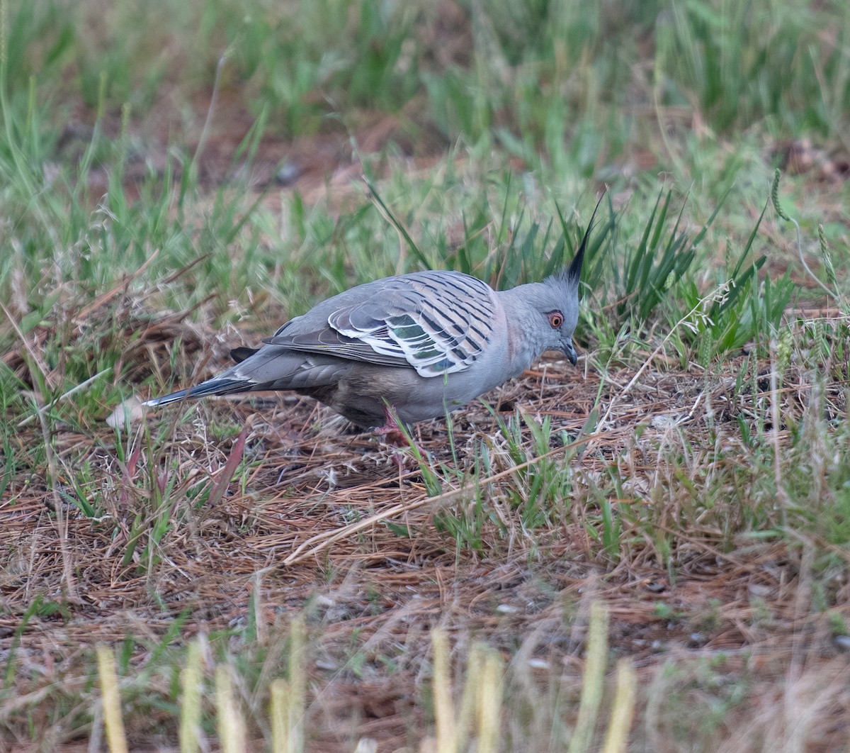 Crested Pigeon - ML645541090